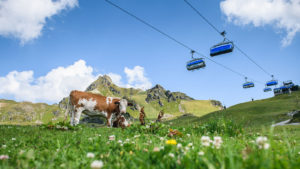 Seilbahn - Kühe