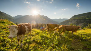 Alm Kühe Sonne